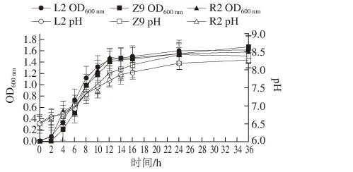 適用于低鹽發(fā)酵香腸葡萄球菌與乳酸菌生長特性及產酸能力測定及篩選（四）