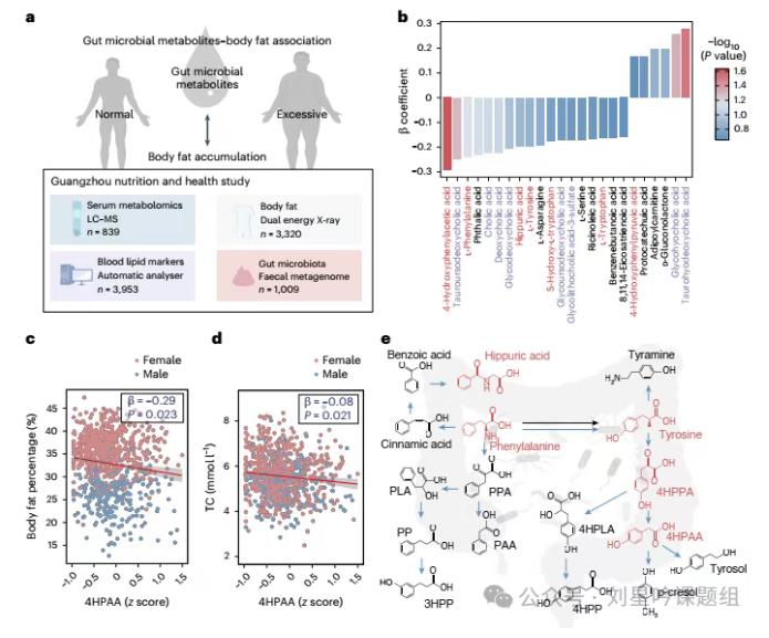 腸道微生物代謝芳香族氨基酸產生的4HPAA、3HPP和4HPP與減肥密切相關？