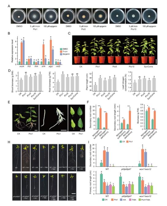 木本植物根際微生物組裝的時空動態(tài)規(guī)律及其與宿主協(xié)同抗逆機制