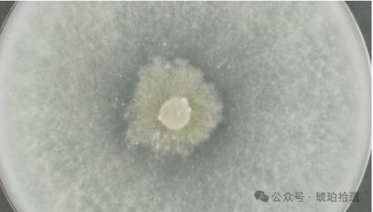 Biosense微生物生長動態(tài)監(jiān)測系統(tǒng)優(yōu)化哈茨木霉菌生長條件研究方案