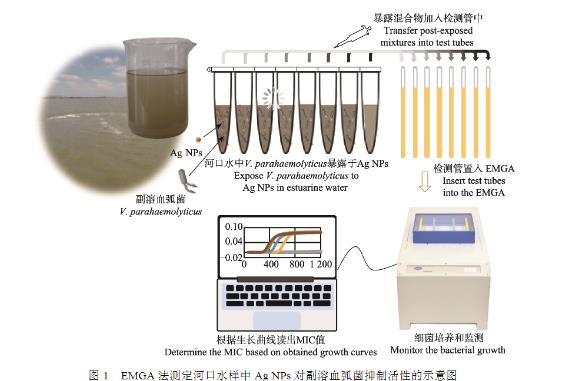 微生物生長曲線監(jiān)測儀測定納米銀對副溶血弧菌的最小抑菌濃度（二）