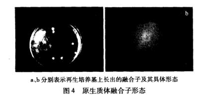 羅爾阿太菌生長(zhǎng)曲線、原生質(zhì)體制備條件及融合技術(shù)（四）