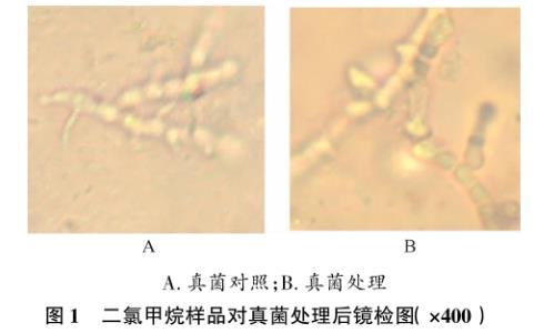 瑞香狼毒葉（斷腸草）對金黃色葡萄球菌和石膏樣毛癬菌生長曲線的影響——材料與方法