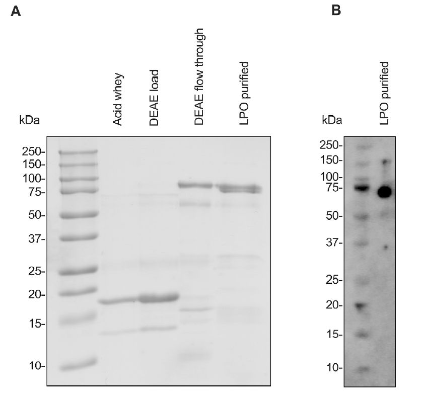 微生物動態(tài)監(jiān)測系統(tǒng)揭示XO-LPO系統(tǒng)在嬰兒口腔微生物群中的抗菌作用