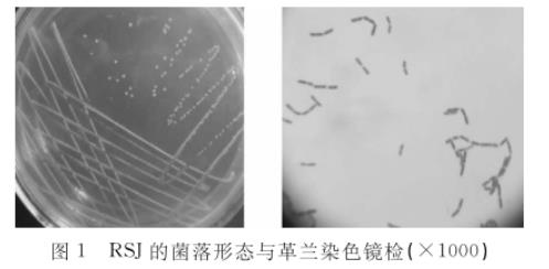 水貂腸道乳酸桿菌RSJ生長曲線及產(chǎn)酸、藥敏試驗結(jié)果（一）