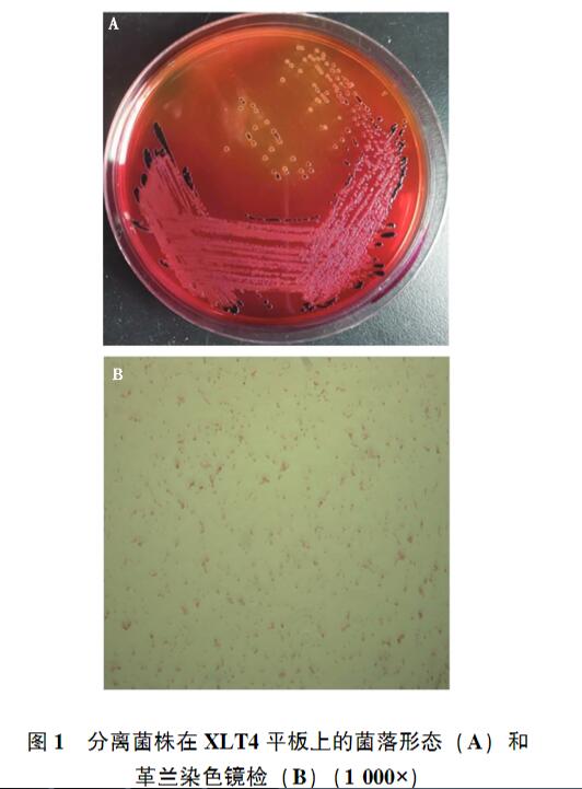 雞印第安納株沙門菌生長、致病性及藥物敏感性研究（二）