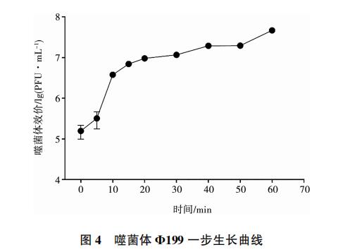 大腸桿菌噬菌體Φ199一步生長(zhǎng)曲線、與鹽酸克林霉素體外聯(lián)合應(yīng)用效果（三）