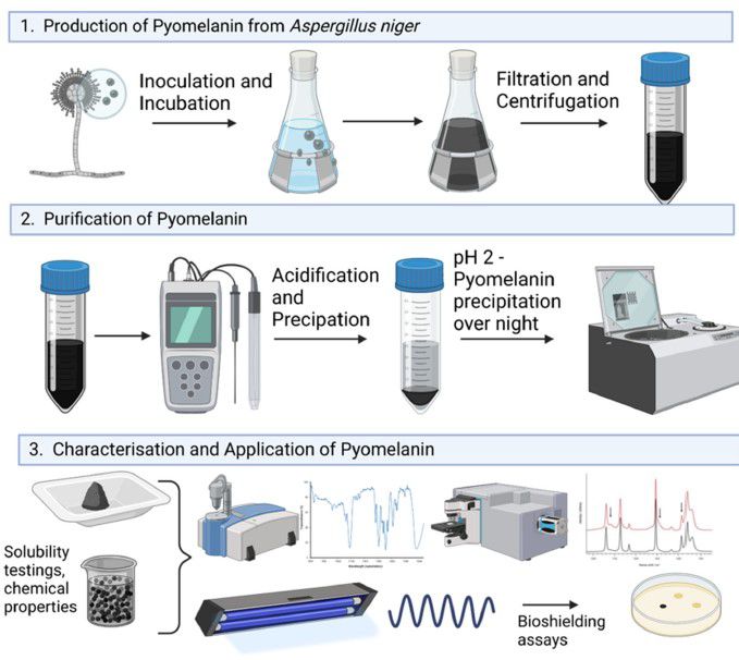 黑曲霉中幽黑素合成途徑、生產(chǎn)、純化及對UV-C輻射的防護(hù)能力