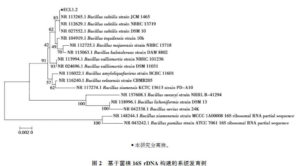 ?高產(chǎn)纖維素酶枯草芽胞桿菌生長曲線、產(chǎn)蛋白酶及α-淀粉酶能力及藥物敏感性研究（二）