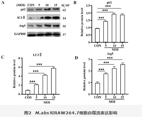 膿腫分枝桿菌胞內(nèi)菌落計數(shù)、對RAW264.7細(xì)胞血紅素氧化酶1調(diào)控自噬影響（二）