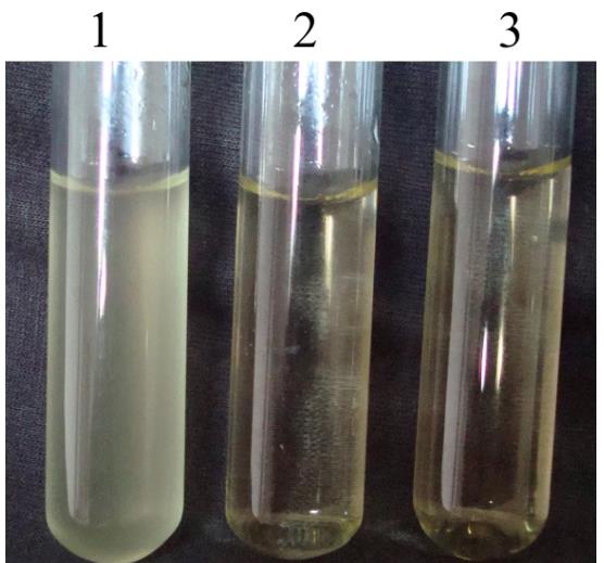 豬傳染性胸膜肺炎放線桿菌的致病機制、藥物敏感試驗結果