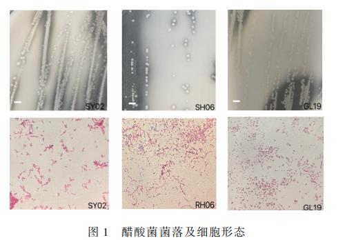 不同乙醇、乙酸、氯化鈉、濃度對(duì)小米醋發(fā)酵過(guò)程中醋酸菌生長(zhǎng)曲線的影響（一）