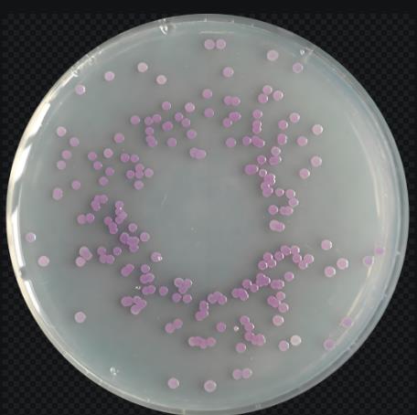 工程菌大腸桿菌EcN FGF19-01培養(yǎng)、生長曲線測定及改善慢性結(jié)腸炎作用研究（二）