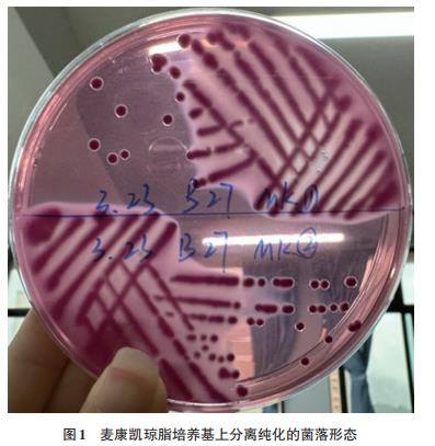 鴿源大腸桿菌分離株對13種抗菌藥物耐藥現(xiàn)狀研究（一）