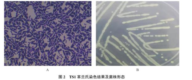 牦牛源短小芽孢桿菌生長(zhǎng)曲線測(cè)定及藥敏試驗(yàn)、體外抑菌結(jié)果解讀（二）
