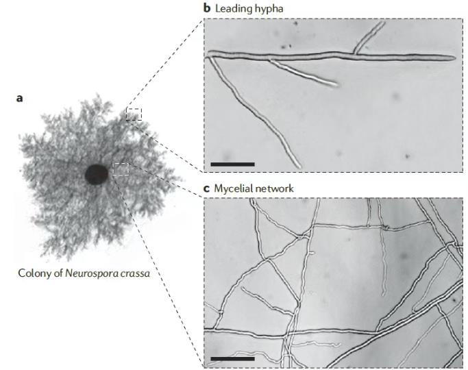 從生物物理視角揭示真菌菌絲生長(zhǎng)推動(dòng)力
