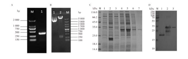 林氏扇頭蜱抗菌肽重組蛋白對大腸埃希菌生長曲線影響及抑菌效果（二）