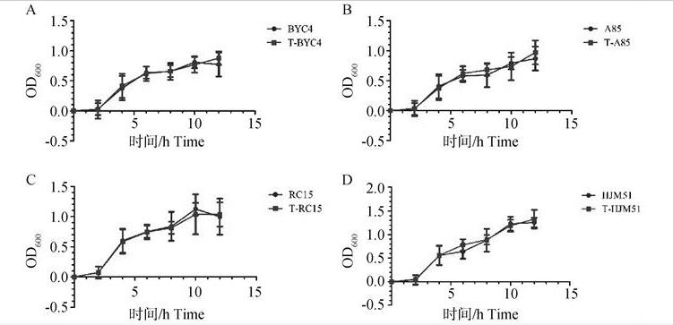 攜帶抗生素耐藥基因沙門菌P1噬菌體-質(zhì)粒效價(jià)、形態(tài)、一步生長(zhǎng)曲線及最適溫度（三）