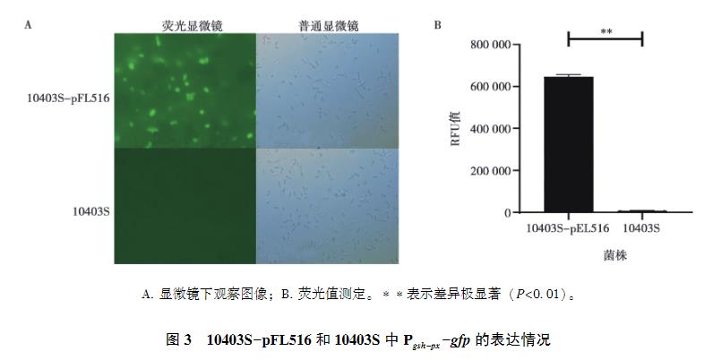 lmo1508/lmo1509基因缺失對(duì)單增李斯特菌生長(zhǎng)曲線、抗氧化應(yīng)激能力的影響（三）