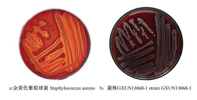 牛源解淀粉芽孢桿菌產(chǎn)纖維素酶活力測(cè)定、抗逆性及藥敏試驗(yàn)（三）