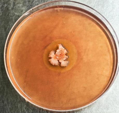 牛源解淀粉芽孢桿菌產(chǎn)纖維素酶活力測定、抗逆性及藥敏試驗（一）