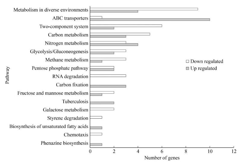 速生集胞藻6803光合放氧速率、生長(zhǎng)曲線及基因組分析（六）