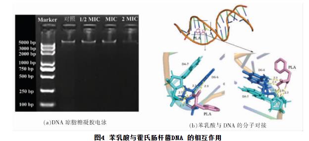 苯乳酸對(duì)霍氏腸桿菌生長(zhǎng)曲線、細(xì)胞凋亡、抑制活性、DNA的影響（三）