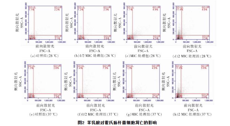 苯乳酸對(duì)霍氏腸桿菌生長(zhǎng)曲線、細(xì)胞凋亡、抑制活性、DNA的影響（二）