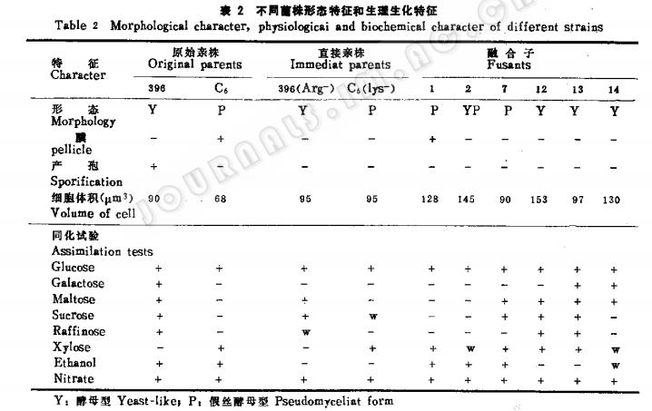 釀酒酵母和耐熱酵母屬間原生質(zhì)體融合頻率及方法