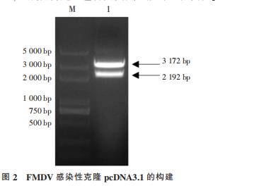 O 型口蹄疫病毒 3D 突變體重組 FMDV 的鑒定及生長(zhǎng)曲線的測(cè)定（一）