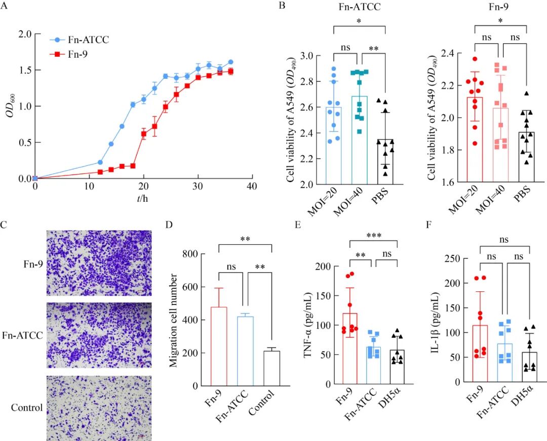 基于細(xì)菌生長曲線測定探究具核梭桿菌促進(jìn)肺癌發(fā)展的潛在機(jī)制（二）