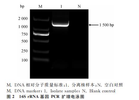 ?梅花鹿源A型產(chǎn)氣莢膜梭菌的分離鑒定、測序、毒素型、生化、耐藥性分析（二）
