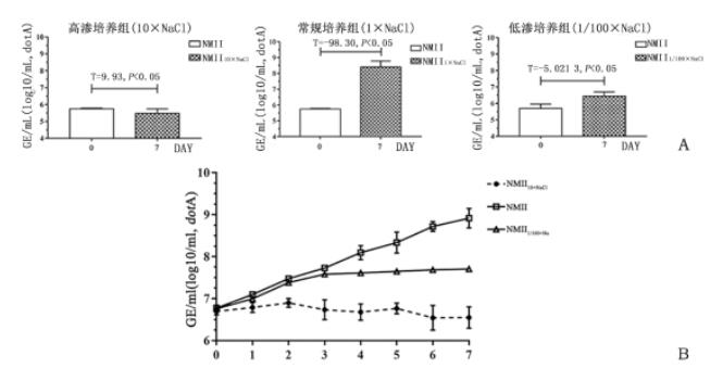 貝氏柯克斯體在高滲脫水環(huán)境中的生物學(xué)特性研究（二）