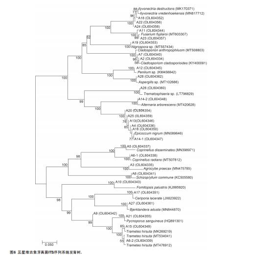 基于可培養(yǎng)技術(shù)的古象牙病害微生物分離鑒定與抑菌劑篩選評價(jià)（四）