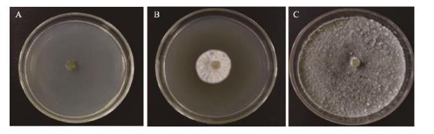 基于生長速率法優(yōu)化放線菌發(fā)酵培養(yǎng)基和發(fā)酵條件（三）
