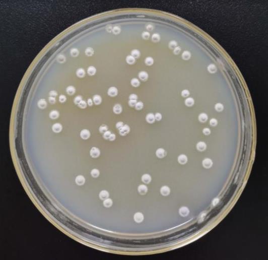 基于生長速率法優(yōu)化放線菌發(fā)酵培養(yǎng)基和發(fā)酵條件（一）