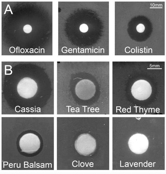 特定精油可有效根除銅綠假單胞菌和金黃色葡萄球菌生物膜（二）