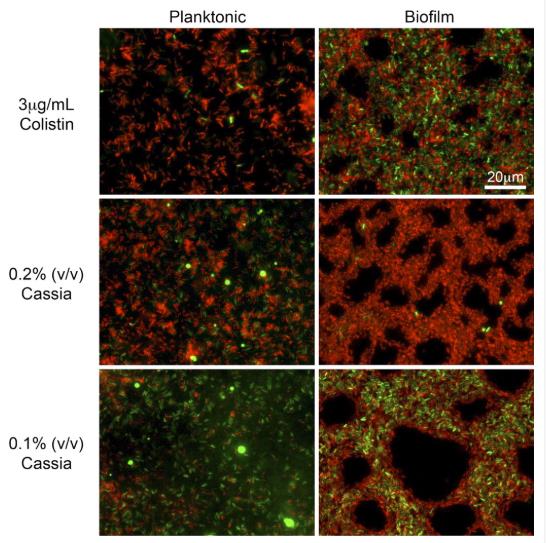 特定精油可有效根除銅綠假單胞菌和金黃色葡萄球菌生物膜（一）