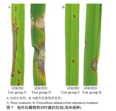 枯草芽孢桿菌JN005胞外抗菌物質(zhì)對(duì)稻瘟病菌生長(zhǎng)抑制作用研究（三）