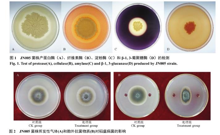枯草芽孢桿菌JN005胞外抗菌物質(zhì)對(duì)稻瘟病菌生長(zhǎng)抑制作用研究（一）